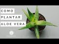 Como Sembrar SABILA 2020 //plantar ALOE VERA // manos de tierra