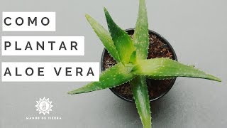 Como Sembrar SABILA 2023 //plantar ALOE VERA // manos de tierra