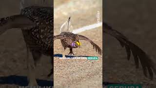 Tarian Burung Belibis