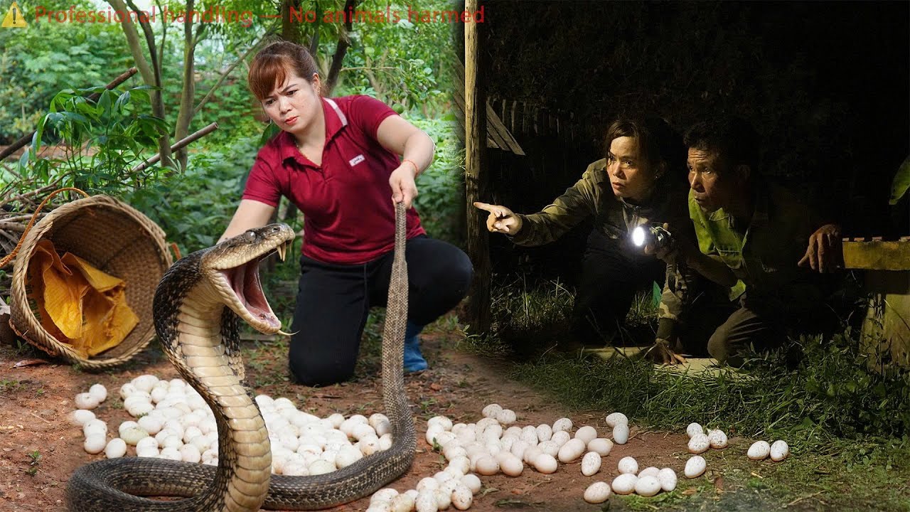 Timelapse 72 Hours:Searching for the kidnapped girl. A giant python and a king cobra invade the farm