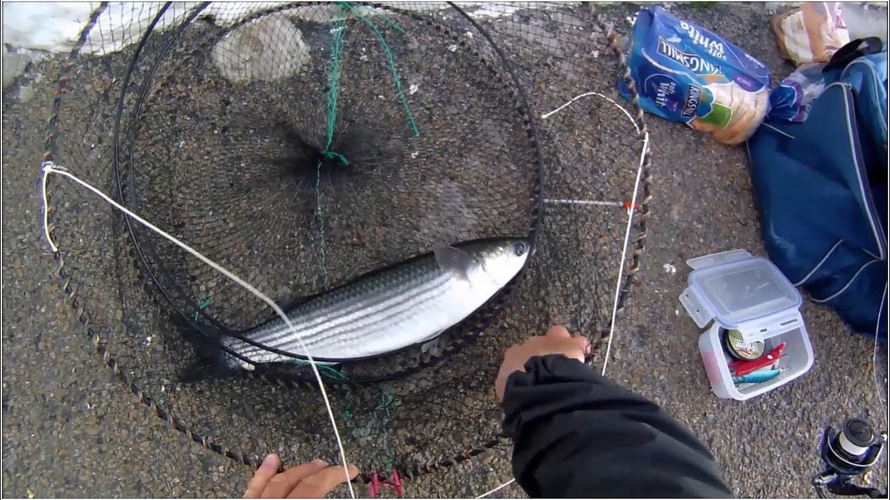 Shore Fishing - Harbour Wall Fishing for Grey Mullet