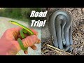 Chasing Snakes Down South- Spring Herping VA and NC!