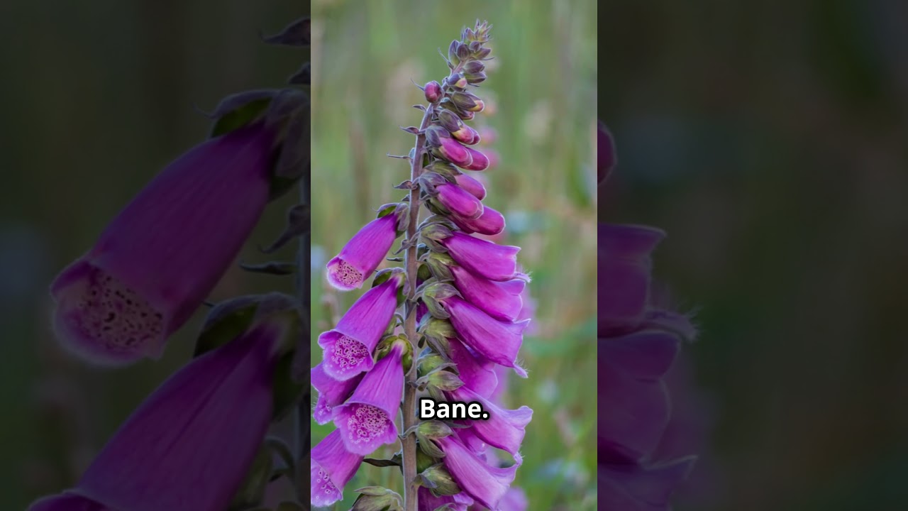 These Beautiful Flowers Can Actually KILL You!