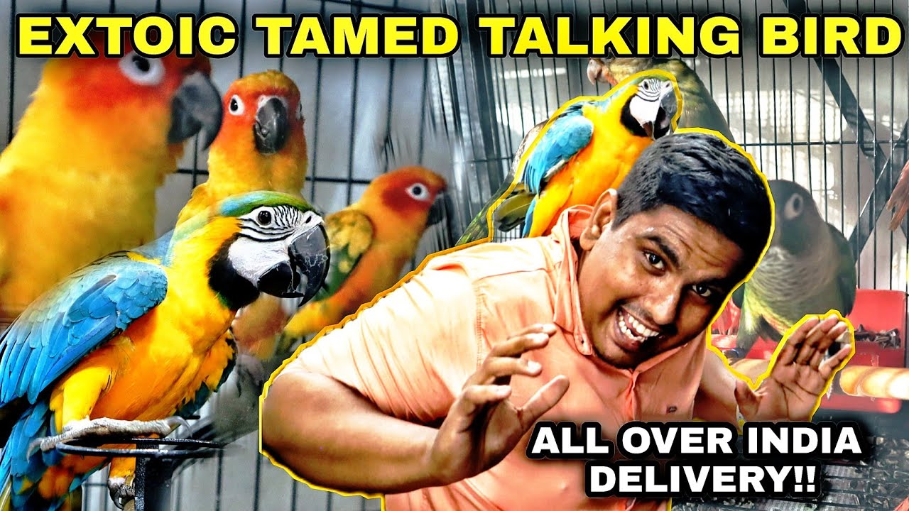 Best Quality Tamed Birds & Exotic Birds in Chennai Talking Bird Pet Shop Review in Tamil