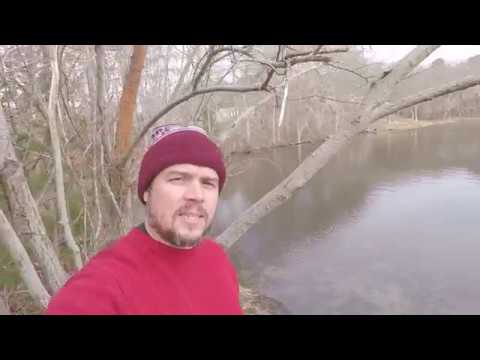 white perch is a fish that is native to atlantic coastal regions and is invasive to the great lakes Lunch On The Water - February 12, 2018 - Church Pond Perch II