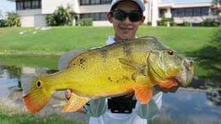 INSANE peacock bass fishing in South Florida!!!