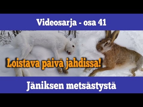 Video: Spunky Beagle ajaa Austinin kaupunginjohtajalle ja hänen kampanjastansa lupaa pelastaa elämää