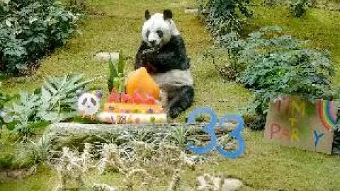 全球最长寿雄性大熊猫安安在香港过33岁生日　“蛋糕”就这么被吃掉！ - 天天要闻
