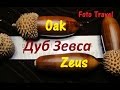 Дуб Зевса: Крит, Лассити / Oak Zeus: Crete, Lassithi