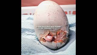 This is a movie from 6 years ago titled “TinyCreatures” #clips #movie #film #tvshow #filmtok #crime