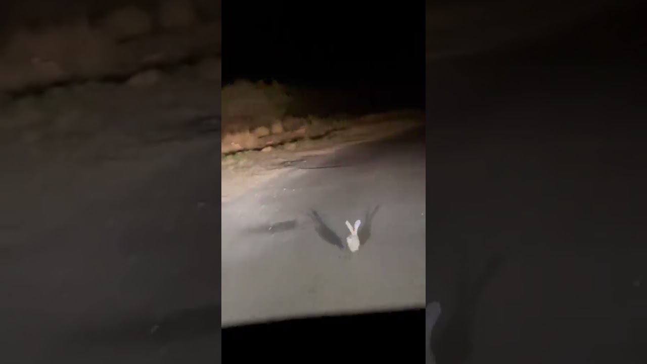 Rabbit Running on Road | Real Wild Rabbit Clip | Hunting 2025