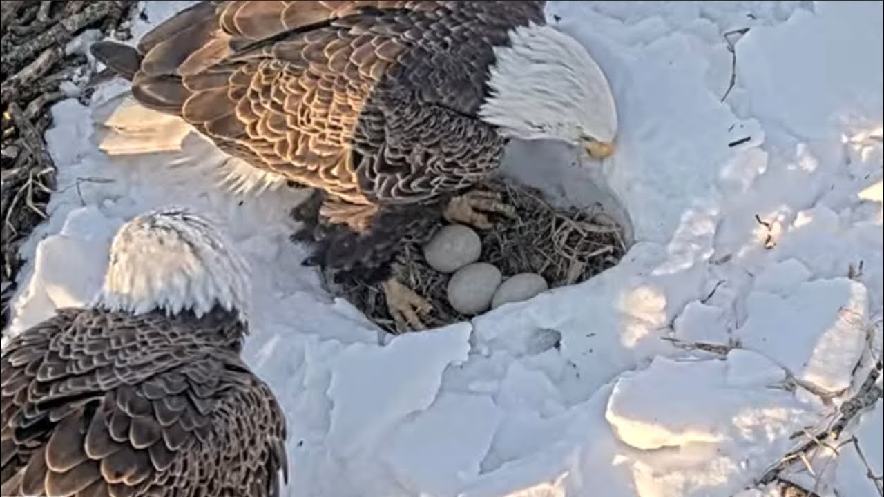 Duke Farms Eagle Cam on 1/28/26 1st shift change nice view of the eggs
