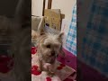 【犬生】繁殖の為に体を酷使してきた保護犬が愛情をもらった結果... #Shorts #マーブル #繁殖引退犬 #保護犬 #普通のペットになりたい #健気 #普通の生活に慣れていこうね