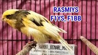 BAHAN JANTAN KENARI RASMIYS, F1YS, F1RASMI DAN BETINA SIAPAN TERNAK 