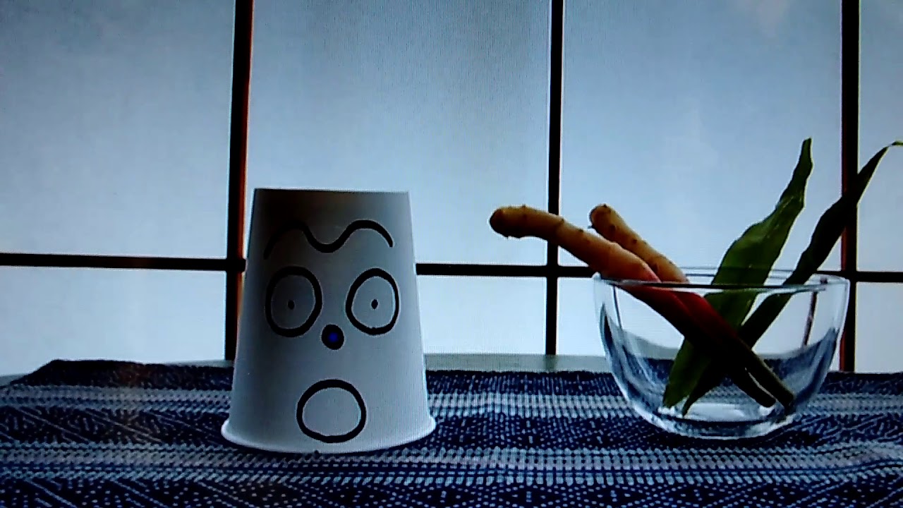 生姜を食べるキモッチ Youtube