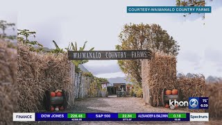 Fall harvest season kicks off at Waimanalo Country Farms