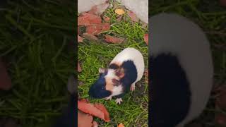 Can You Guess All These Animals? #shortsfeed #song #magadonrabbitguide #bunny #guineapig #dog #fyp