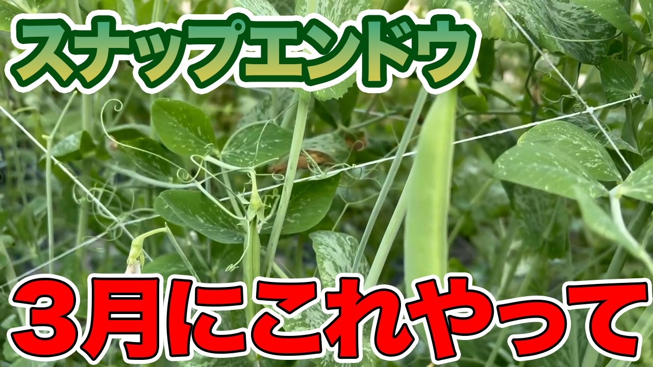 【スナップエンドウ】3月に必ずやって欲しいこと