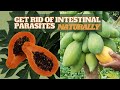 How to Use PAPAYA SEEDS to get rid of INTESTINAL PARASITES / OVERVIEW of Intestinal Parasites & MORE