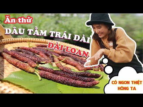 Video Dâu Tằm Trái Dài Đài Loan - youtube