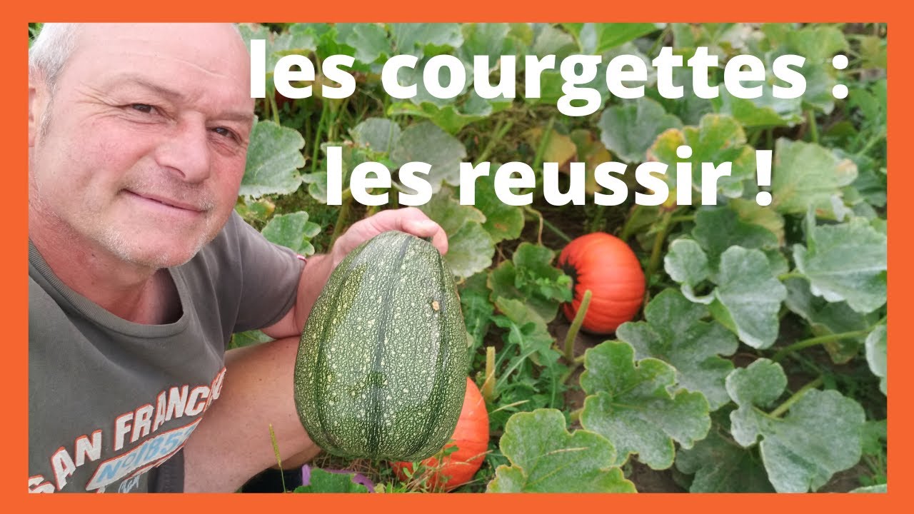 les courgettes : semis, plantation , et fumier
