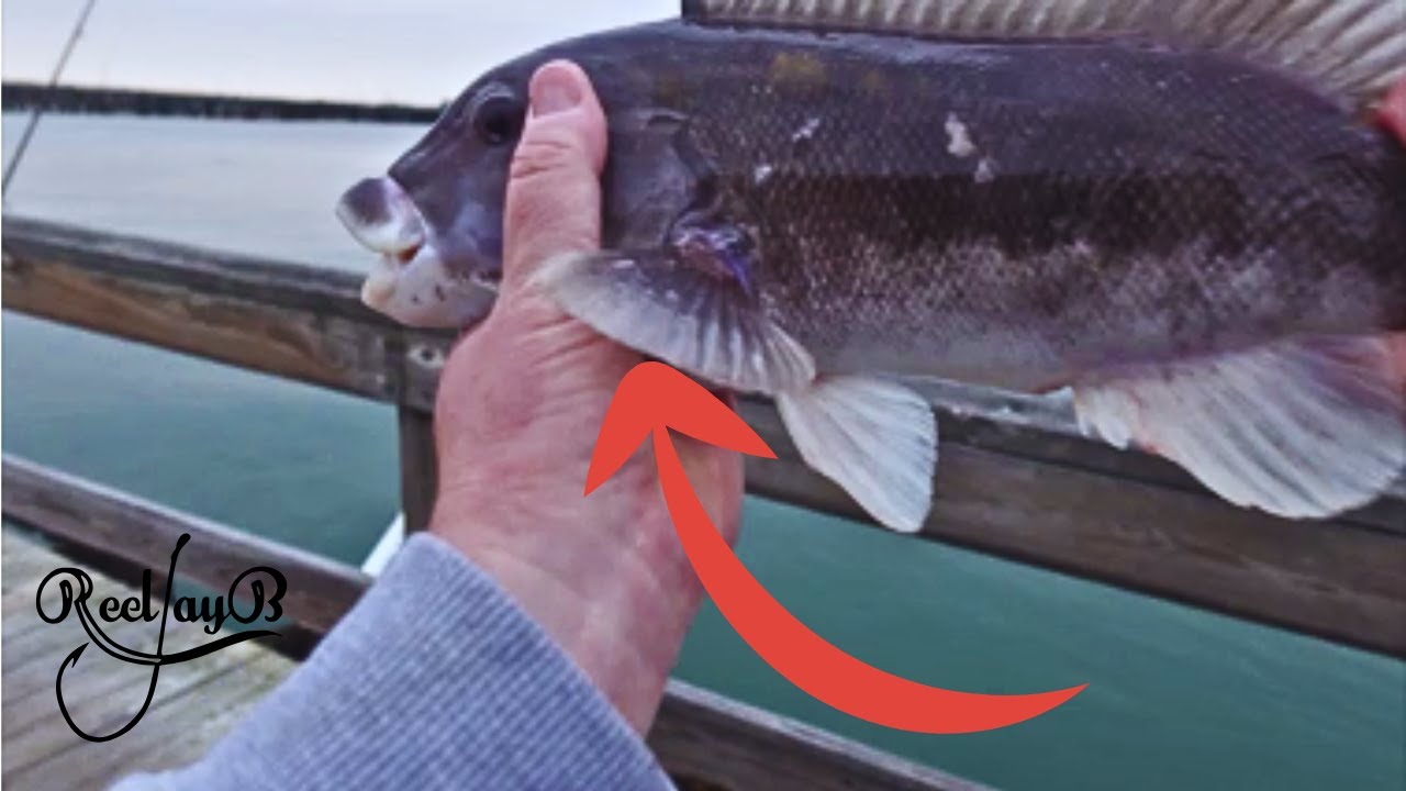 Прилив или отлив? Что лучше? Рыбалка на тога в Оушен-Сити, Мэриленд #oceancity #tautog