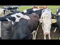 K03052023Y -11 Pedigree Bulling Heifers