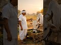 ખેડૂતનો સચ્ચો સાથી બળદ”#youtubeshorts #farming #viralreels #rurallife #motivation #shortsfeed