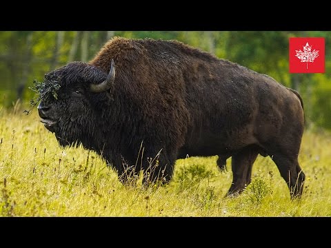 🇨🇦 Manitoba Kanada Fotografie Reise Dokumentation 📷 Benjamin Jaworskyj