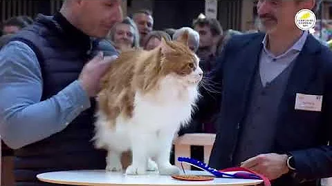 Watch the video about Best of Breed Maine Coon 2024