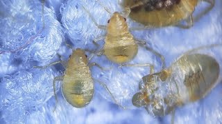 What do bed bug first stage larvae look like in a real sofa?