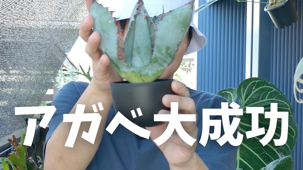 アガベ 那智の輝き 親株出品 レア 希少種 【公式通販】