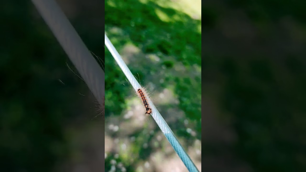 Gypsy Moth Caterpillars are Back and Worse than Ever! aka Spongy Moth