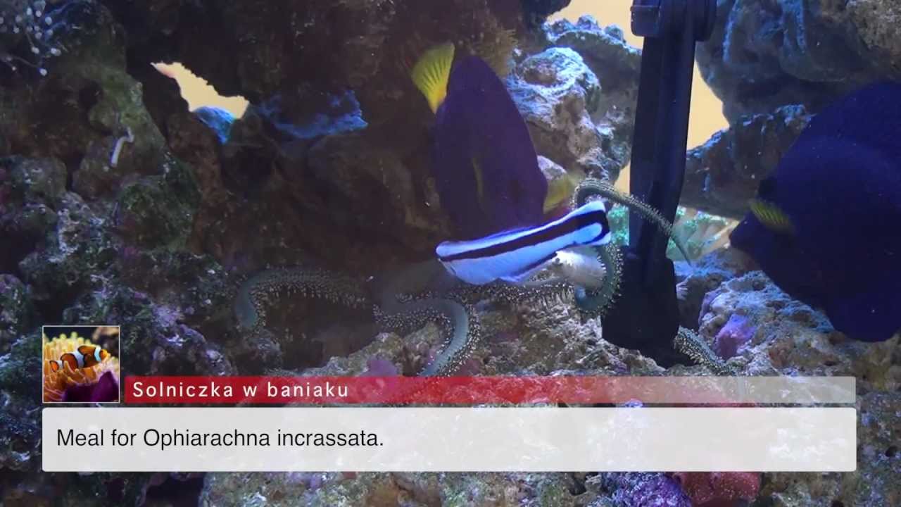 Meal for Ophiarachna incrassata.