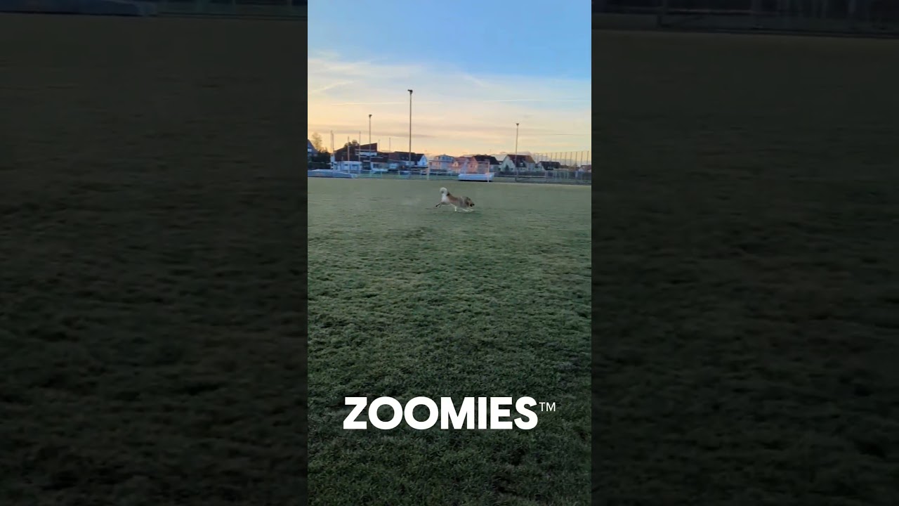 Zoomies brought to you by Akamaru 💨 