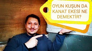 OYUN KUŞUN DA KANAT EKESİ NE DEMEKTİR? |SEFERLİ GÜVERCİN|