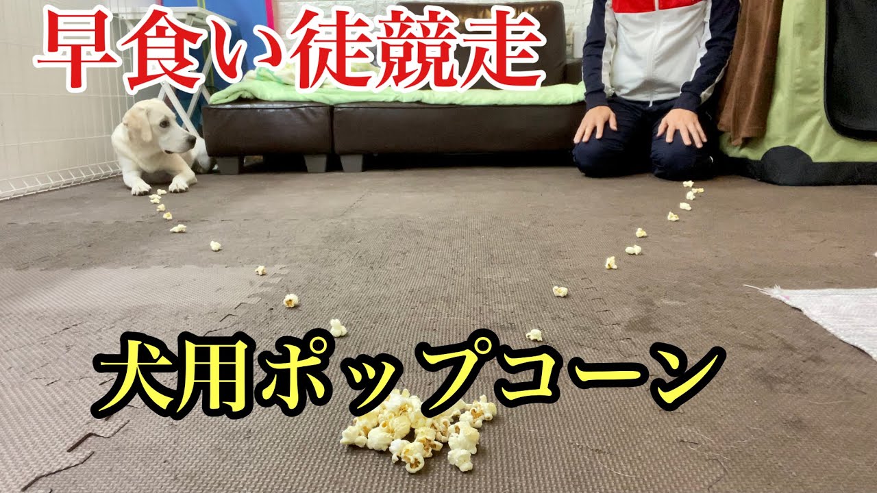 フガフガする犬と早食い徒競走 犬用ポップコーン選手権 犬 対 人間 対決 ラブラドールレトリバー Labrador Retriever That Runs While Eating Popcorn Youtube