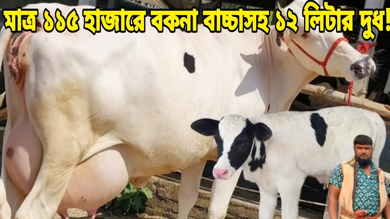 মাত্র ১১৫ হাজারে বড় বকনা বাচ্চাসহ ১২ লিটার দুধের গ্যারান্টি সহ গাভী।মাথা নষ্ট দামে বাচ্চাসহ দুধে গরু