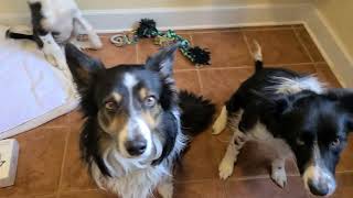 Border Collie Family Receives Serious Lecture