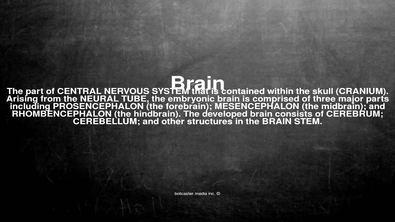 Medical vocabulary What does Brain mean YouTube