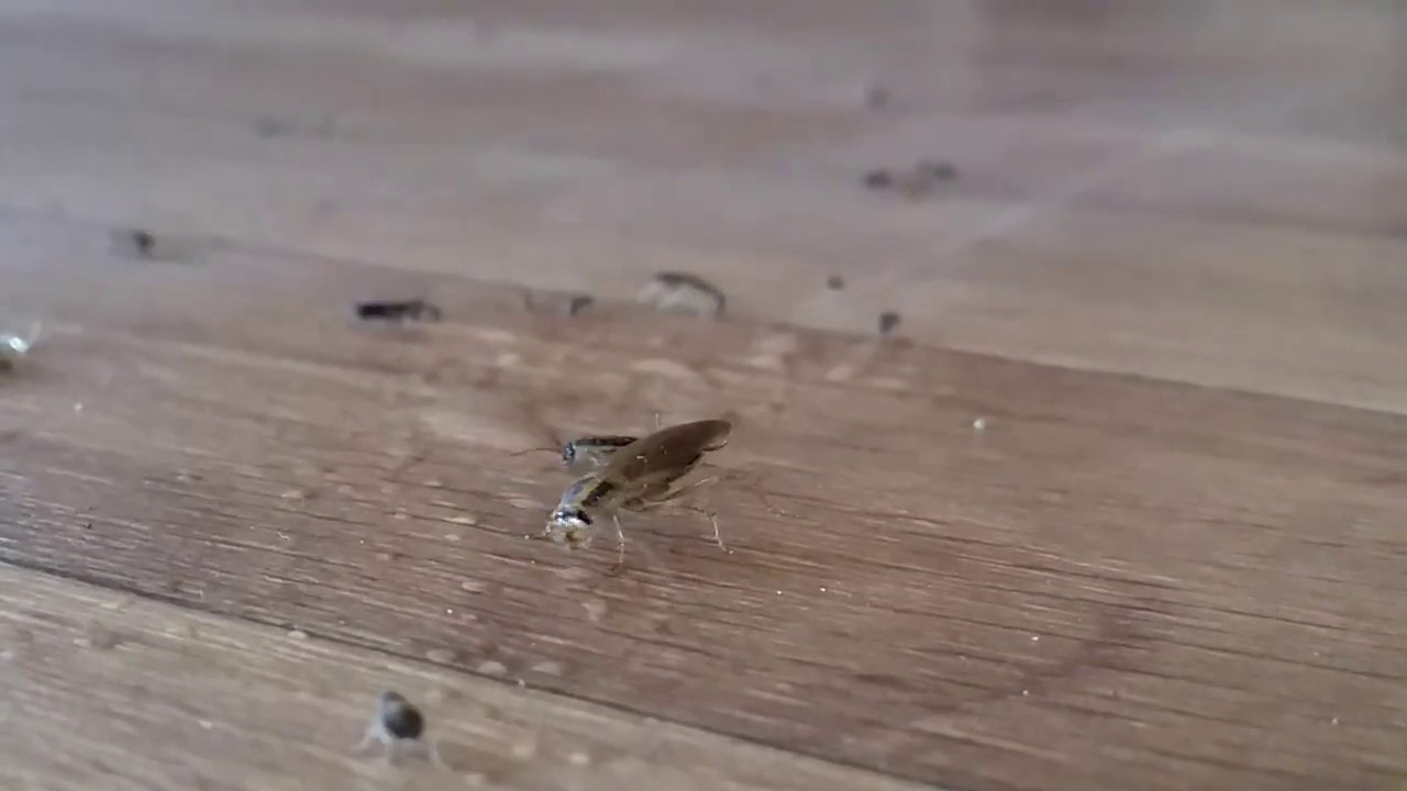 ATTRATHOR attracting cockroaches YouTube