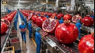 How Pomegranate Juice Is Made Inside A High-Tech Production & Bottling Factory