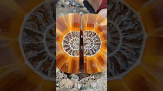 “Ancient Sea Fossil Preserved for Millions of Years 🌊🪨”