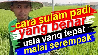𝙖𝙜𝙖𝙧 𝙢𝙖𝙡𝙖𝙞 𝙨𝙚𝙧𝙚𝙢𝙥𝙖𝙠 #petani #petani #youtube #youtubevideo #youtubeshorts #youtube #viral #seluruhin