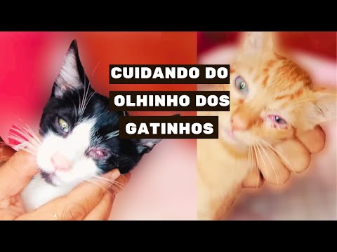 Vídeo: Um Ou Ambos Os Olhos De Um Gato Ou Gato Estão Lacrimejando: Por Que, O Que Fazer E Como Tratar Um Gatinho E Um Animal Adulto Em Casa