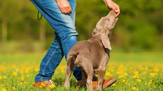 The Weimaraner is a breed of dog that is known for its energy and athleticism