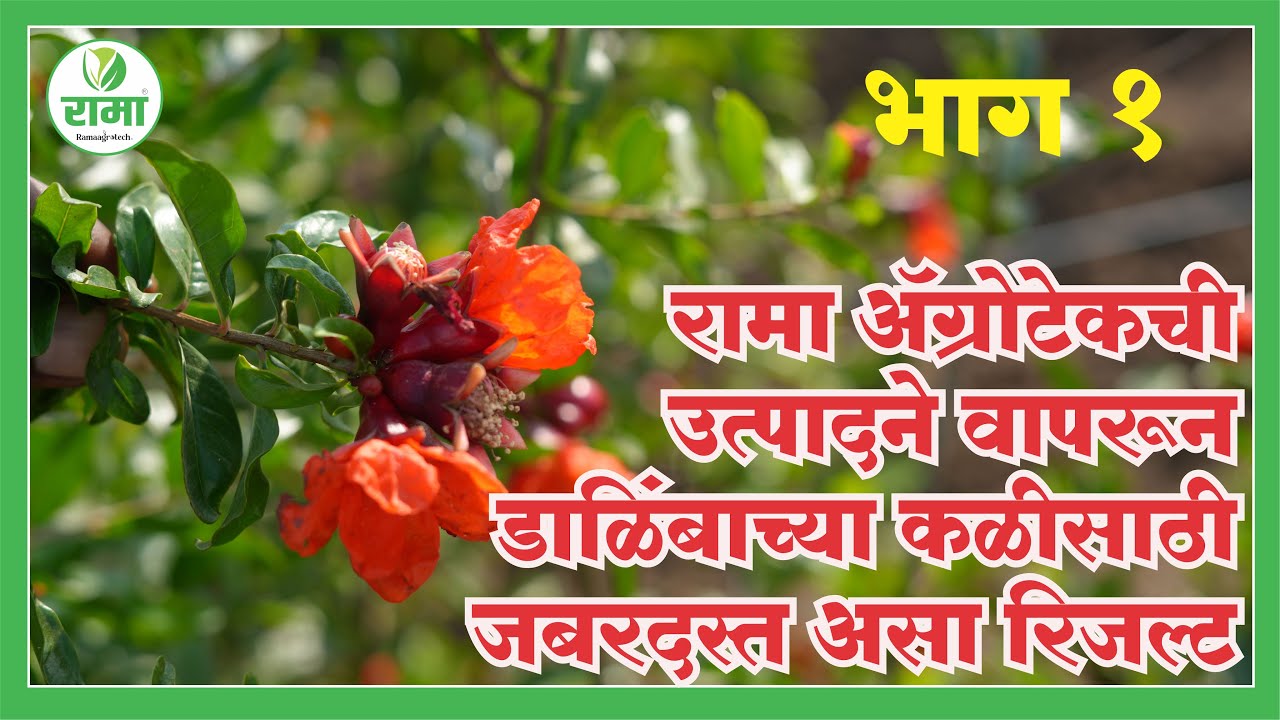 रामा ॲग्रोटेकची उत्पादने वापरून डाळिंबाच्या कळीसाठी निघाला जबरदस्त असा रिजल्ट | Rama Agrotech