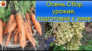 Сад Огород перед зимой Сбор  урожая Виноград морковь горох Что надо успеть сделать сейчас