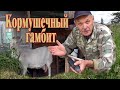 Кормушка для коз своими руками//Первая ступень