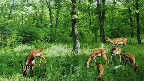 Class 5 Science, Chapter 1: The World of Animals (Part 1)